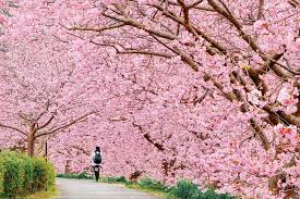 Cherry Blossom Magic: Springtime in Japan