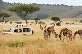 Wildlife Safari in Kenya: An Unforgettable Adventure